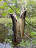 Wiley brookies